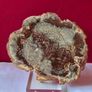 Fossilized wood, Madagascar, Triassic period. Image 2