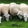 Belclare rams for sale Image 5
