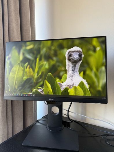 BenQ Monitor
