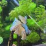 aqua nova 32ltr fish tank with gas mustard beta Image 4