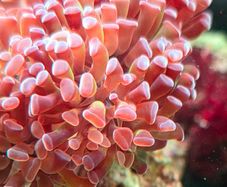 coral