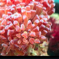 coral