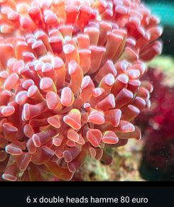 coral