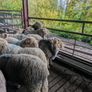 Herdwick rams Image 4