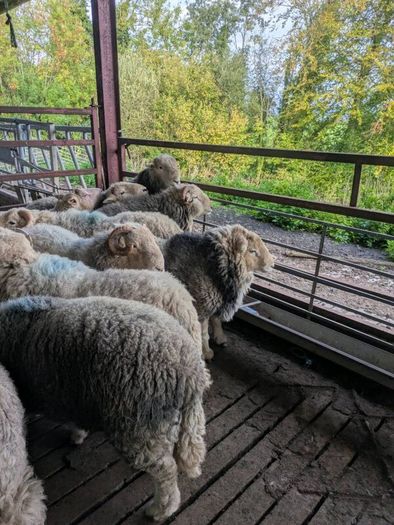 Herdwick rams