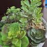 Artificial Plant/Mini Garden of Succulents of Different Varieties & Sizes Image 3