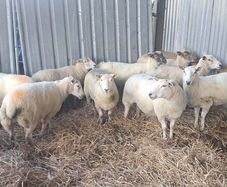 10 hoggets