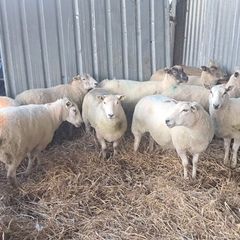10 hoggets