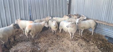 10 hoggets
