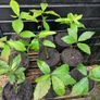 Sweet chestnut trees Image 2