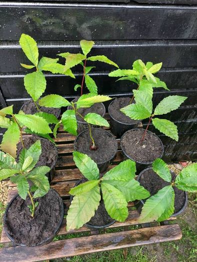 Sweet chestnut trees