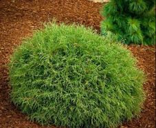 Thuja Occidentalis Mr. Bowling Ball plant