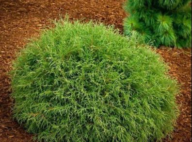 Thuja Occidentalis Mr. Bowling Ball plant