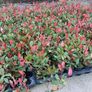 Red Robin Hedging Image 4