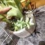 seculent pot Image 4