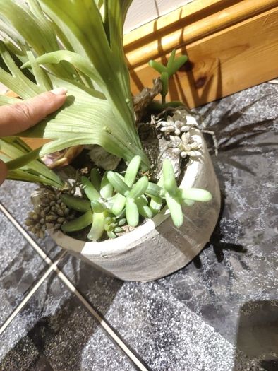 seculent pot