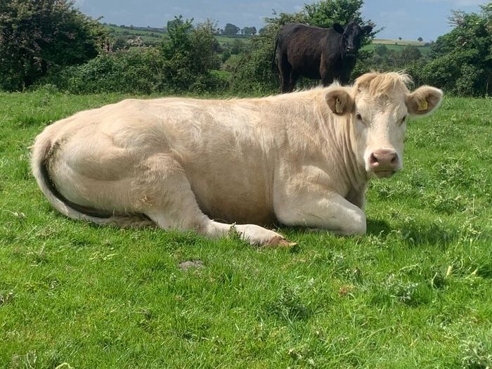 Purebred registered charlaois cow and calf