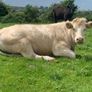 Purebred registered charlaois cow and calf Image 6