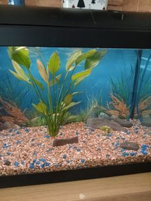 Fish