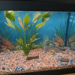 Fish