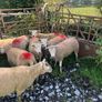 Hogget ewes Image 3