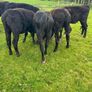Yearling Heifers Aa & Hd Image 3