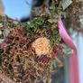 door wreath Image 8