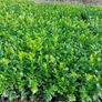 Box Hedging Image 6