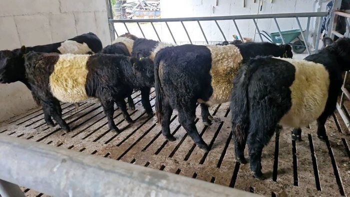 Weanlings