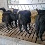Weanlings Image 9