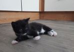 Kittens Looking Loving Home