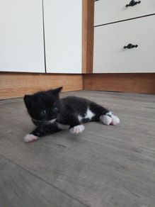 Kittens Looking Loving Home