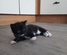 Kittens Looking Loving Home