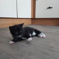Kittens Looking Loving Home