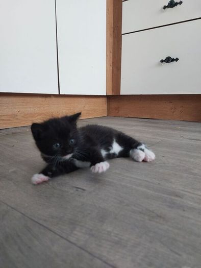 Kittens Looking Loving Home
