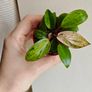 Philodendron Red Congo Dwarf Mint Variegated Image 2