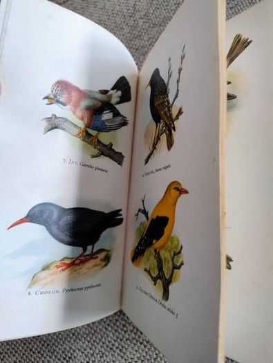 Birds in Colour by Bruce Campbell 1974 hardback with dustcover in good condition with some signs of wear on the dustcover see photos over 200 colour illustrations FREE STANDARD POSTAGE INCLUDED
