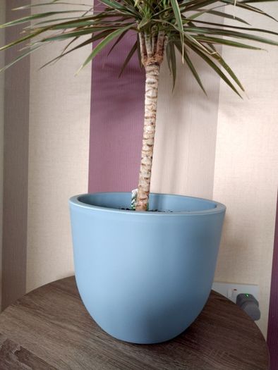 Indoor Dracaena Plant and Blue Plastic Plant Pot