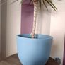 Indoor Dracaena Plant and Blue Plastic Plant Pot Image 2