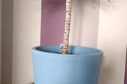 Indoor Dracaena Plant and Blue Plastic Plant Pot