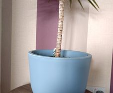 Indoor Dracaena Plant and Blue Plastic Plant Pot