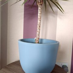 Indoor Dracaena Plant and Blue Plastic Plant Pot