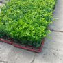 Box Hedging Image 9