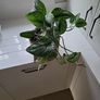 Scindapsus Trebie planter Image 5