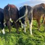 Heifers Image 6