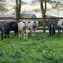 6 super shorthorn 5 star heifers Image 4