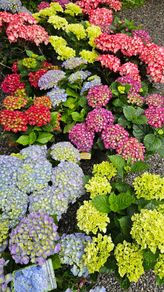 Large Hydrangea Plants