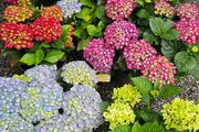 Large Hydrangea Plants