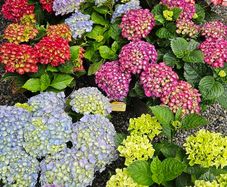 Large Hydrangea Plants