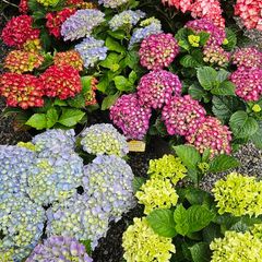 Large Hydrangea Plants